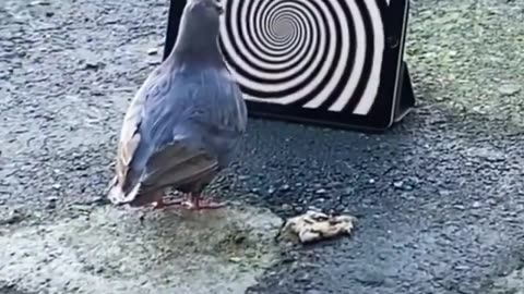 Pigeon Gets Hypnotized..