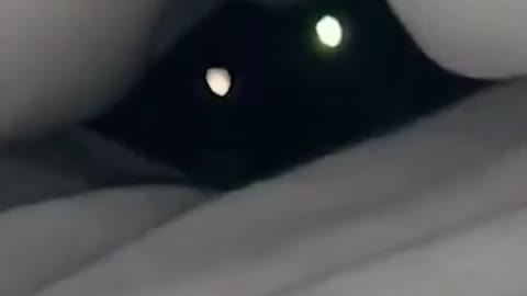haunted cat 😅 #shorts
