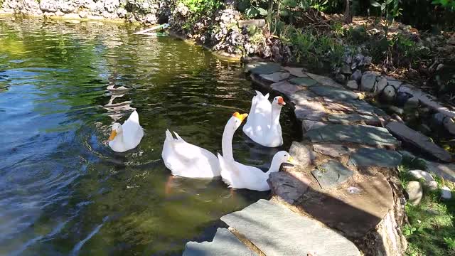 OMG They are all white