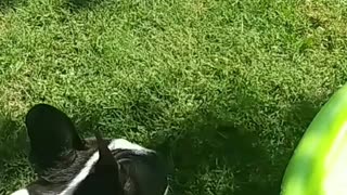 Boston Terrier Fun in the Sun