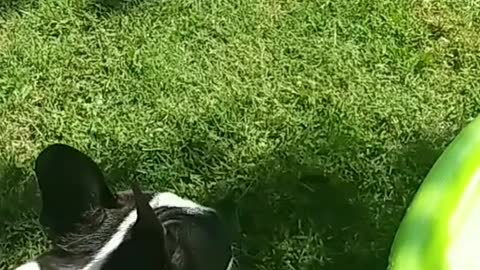 Boston Terrier Fun in the Sun