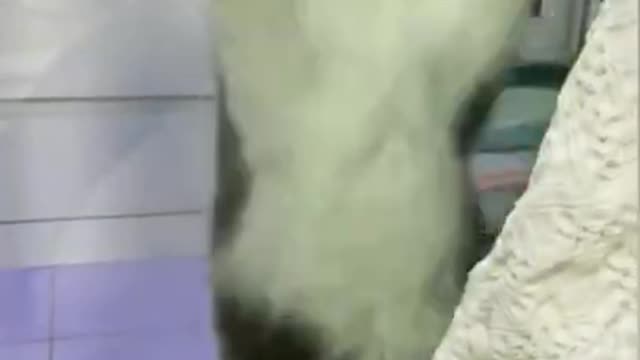 Cat funny video animal video short video tik tok video