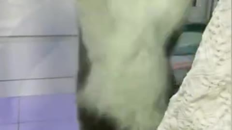 Cat funny video animal video short video tik tok video