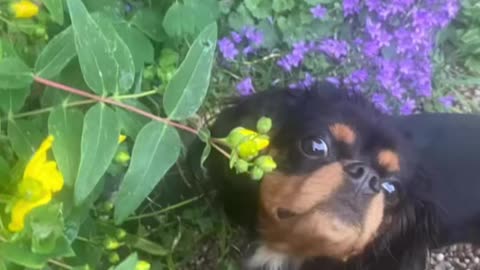 Cutie Cavaliers