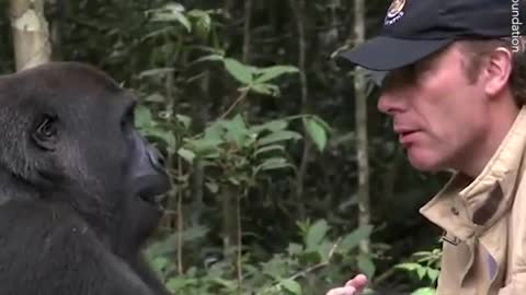 Reunion of Gorilla and man friendship