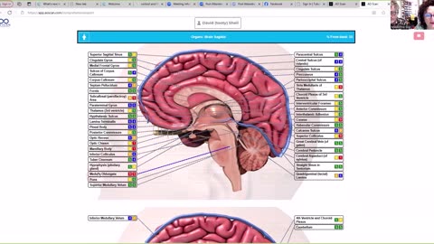 AO Scanner Update - How to run a Solex Comprehensive Scan & get full visuals!