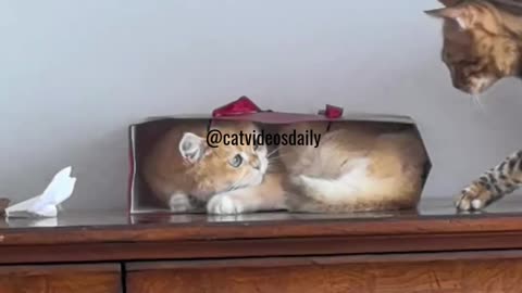 Cute Cat Video Adorable Cat Video Kitten Video Sleeping Cat Video Lovely Cat Cute Cat Baby Video 34