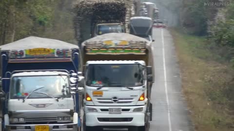 Elephant blocks the car to get food