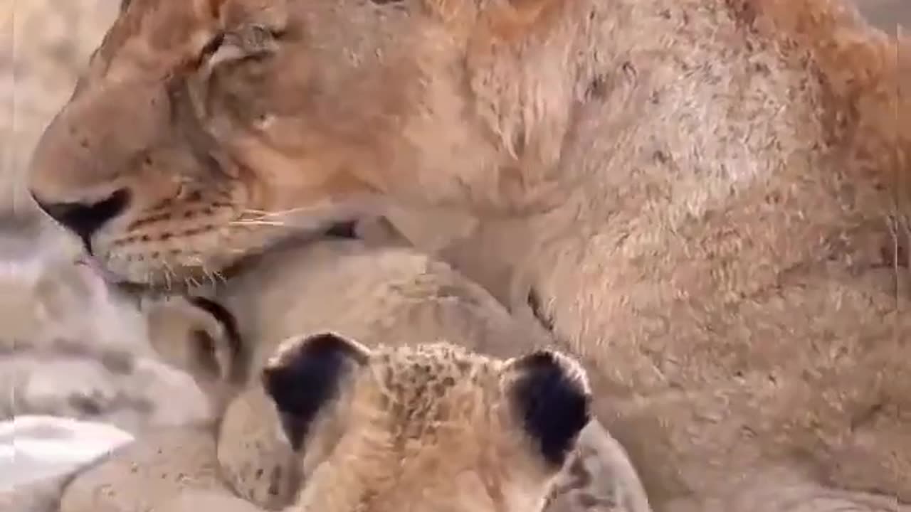 Parenting is Hard with Cute Lion Cubs🦁