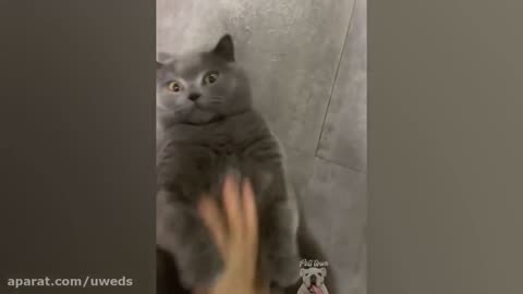 Funny cats 🤣🤣🤣