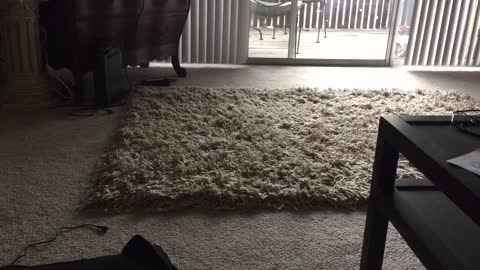Rabbit chases boy