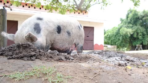 A Pig Wallowing in Mud