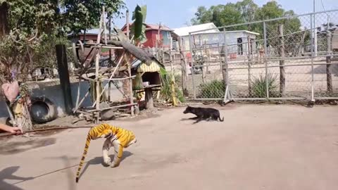 Wow Nice Fake Tiger Pranks Dog!!! Prank Dog Very Funny Try To Not Laugh Challenge