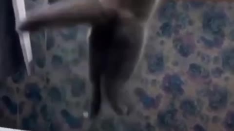 Cat Falling Videos