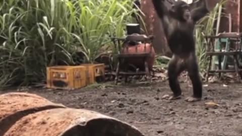 Never give a weapon to a monkey 😂 So funny