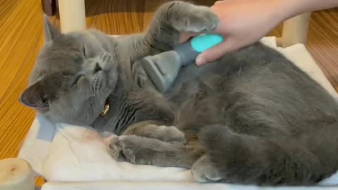 Your Lovely Cat 😻 Make you feel Happy