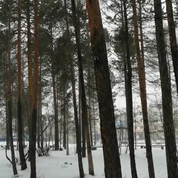 The woodpecker gets his food.