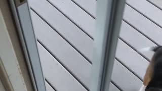Dog Confused by Missing Glass Door