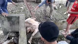 White Buffalo Rescue