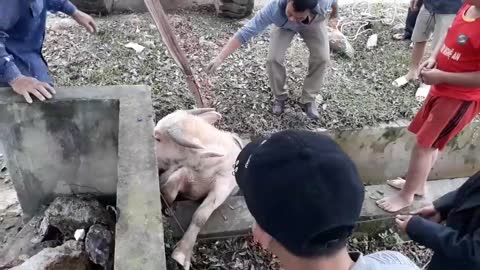 White Buffalo Rescue