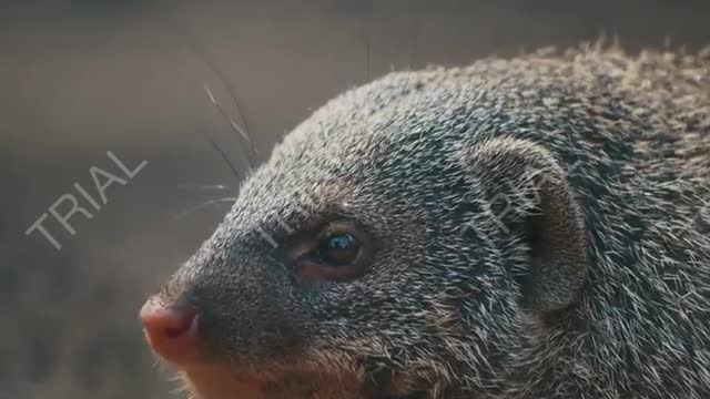 cute funny animal video compilation
