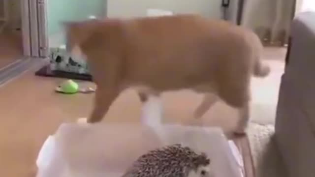 Funny video #cat #rumbel
