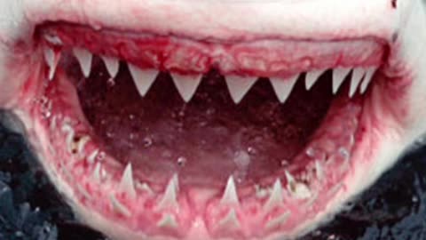 Funny Shark attack in Justin Trudeau at end