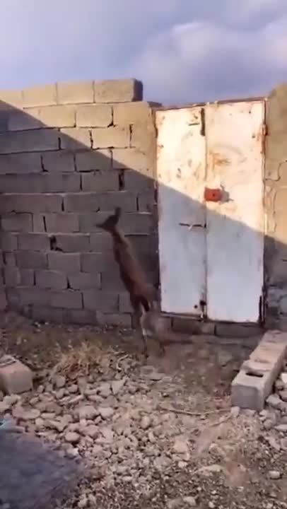 Fast and big jump