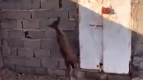 Fast and big jump