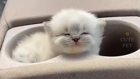 Happy Kittens Compilation🐾🐾