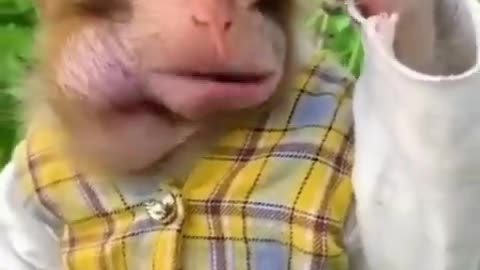 Amazing Funny Animal Videos
