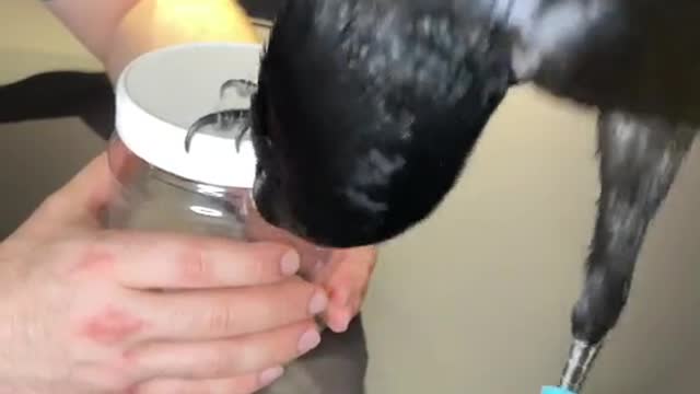 Watch the intelligence of this crow surpassed the intelligence of man