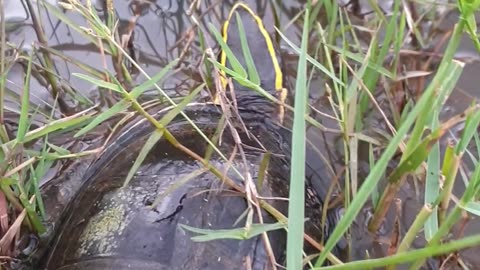 so amazing with this cute turtle
