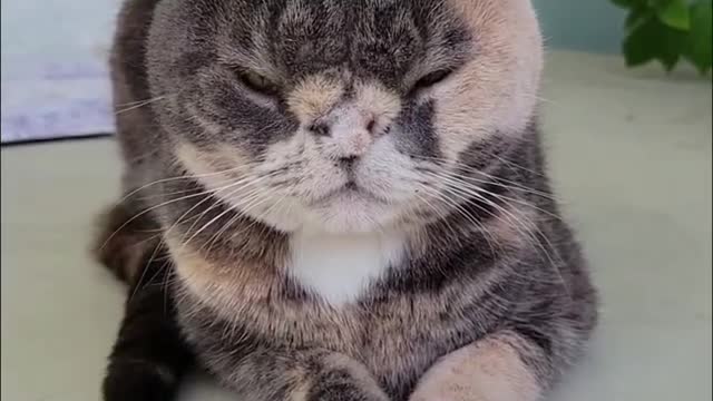 Cat playing with insects and after that she scared of them |😂😂😍