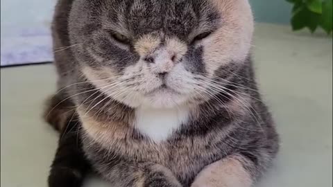 Cat playing with insects and after that she scared of them |😂😂😍