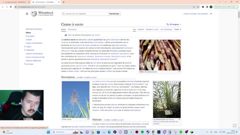 canne a sucre cest du bois