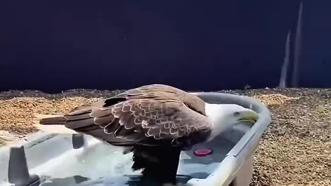 Kind hearted people saved the bald eagle from drowning ❤️❤️❤️
