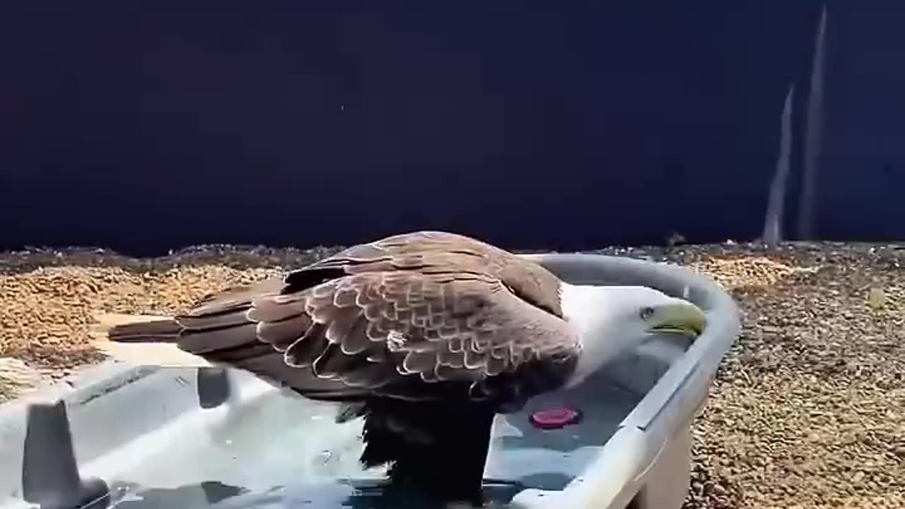 Kind hearted people saved the bald eagle from drowning ❤️❤️❤️