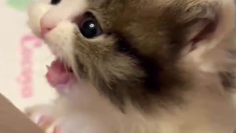 Tokalı Ponçik🥰 #shorts #pati #pet #pets #cat #baby #nature #home #keşfet #reels #viral @ndogaltv