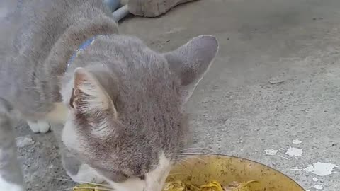 _My cute catty #cat #catfood #cute #catlover #kitten #cats #dog #shorts