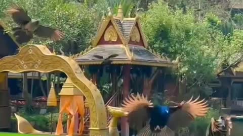Flying Peacock