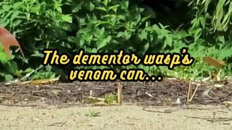 Animal Facts Dementor Wasp Venom #shorts