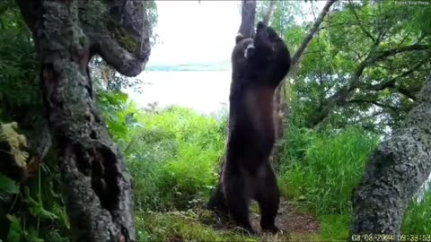 When even a bear dances better than you!