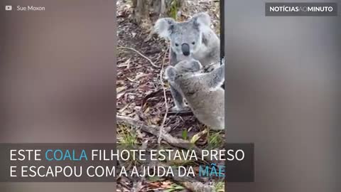 Mamãe coala salva filhote em um momento de muito amor