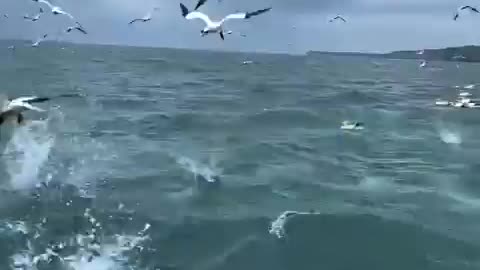Got Birds!