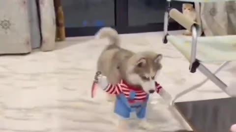 That costume tho..🐕🐾😅