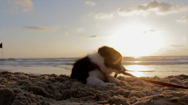 Happy dog ​​with sunset