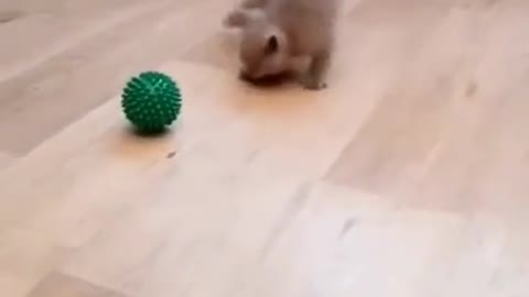 Cute Kitty Playing with the Ball ... Very Cute ... [TRY NOT TO LAUGH]