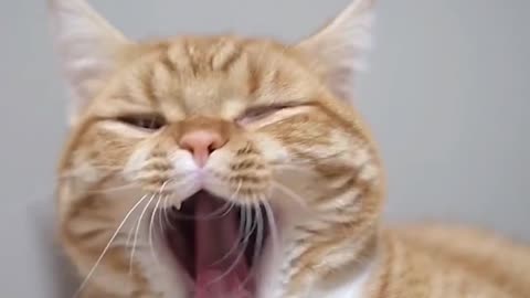Burping Cat 🤣