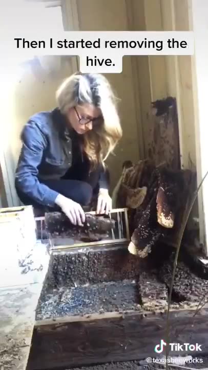 Move the Bees-Don't Call an Externimator-Save the Bees-Save the World